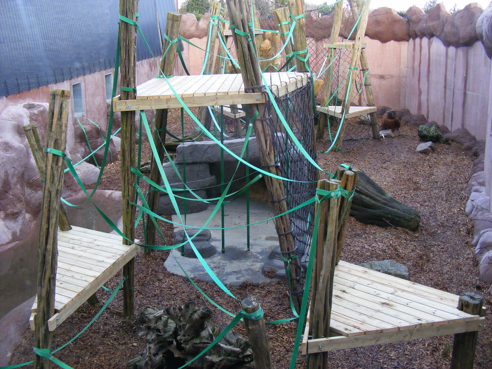 Rajang the Orangutan in Orangutan Forest outdoor exhibit at Colchester Zoo,