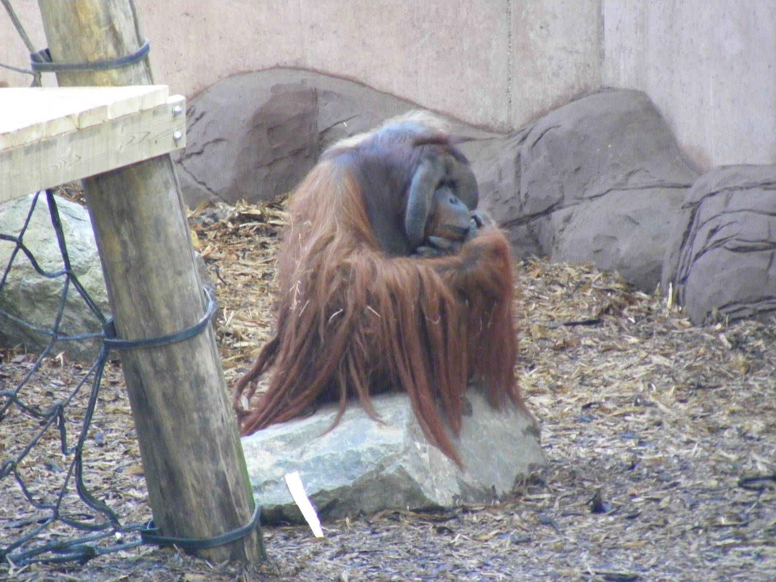 Rajang the Orangutan in Orangutan Forest outdoor exhibit at Colchester Zoo,