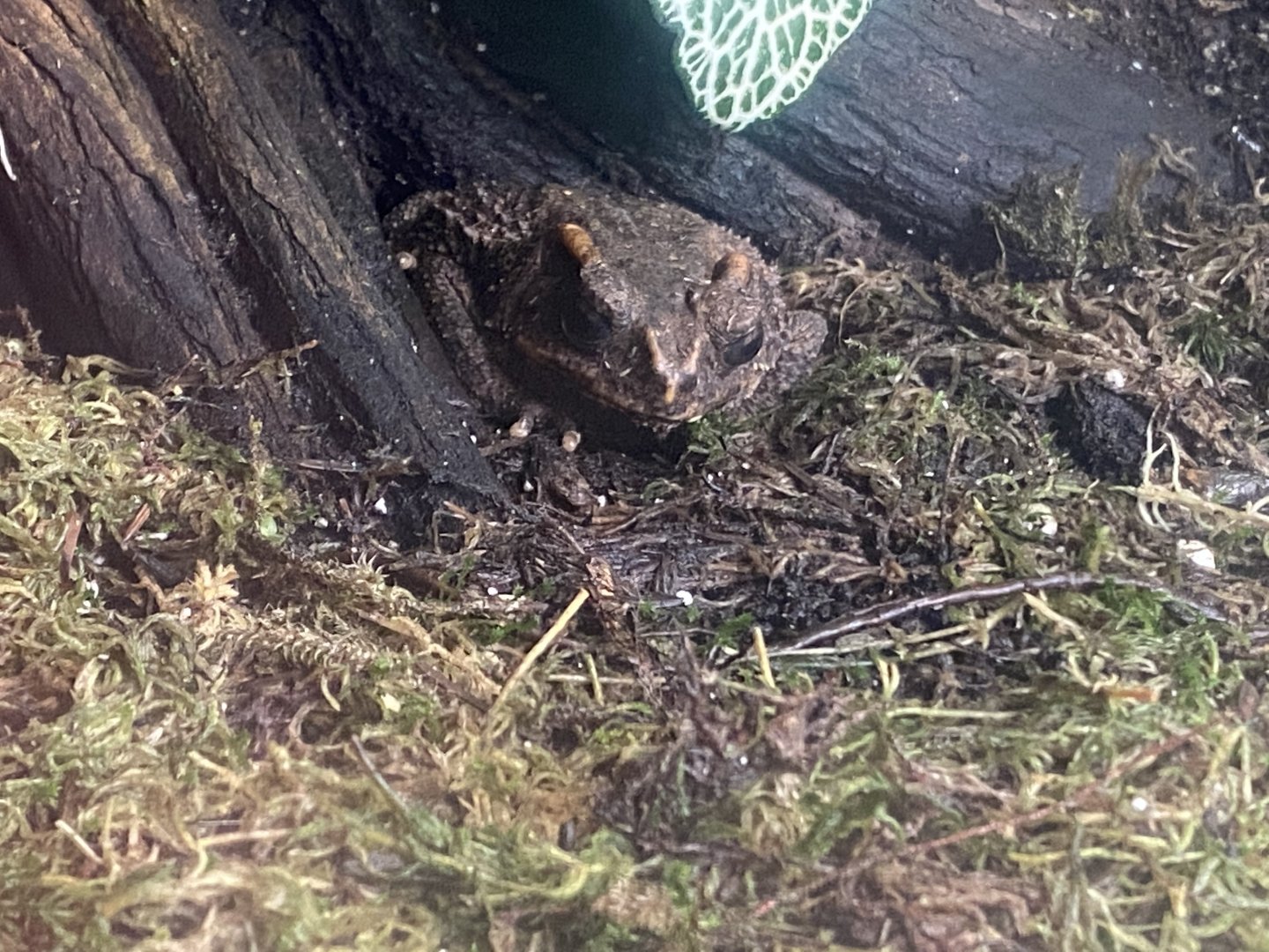 Rajang's Forest - Bony-headed toad 140921