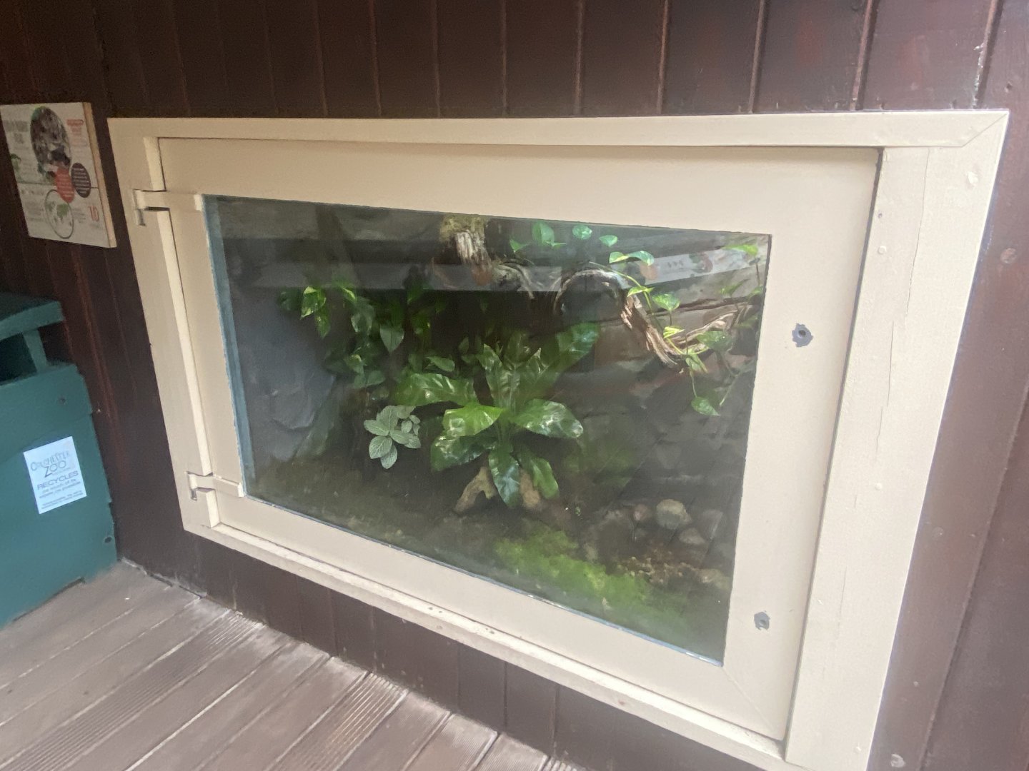 Rajang's Forest - Bony-headed toad exhibit 140921