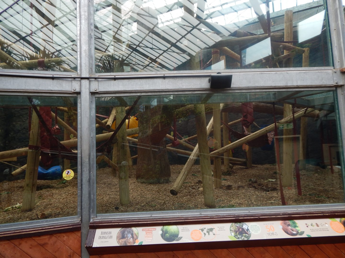 Rajang's Forest - Bornean orangutan exhibit 110925