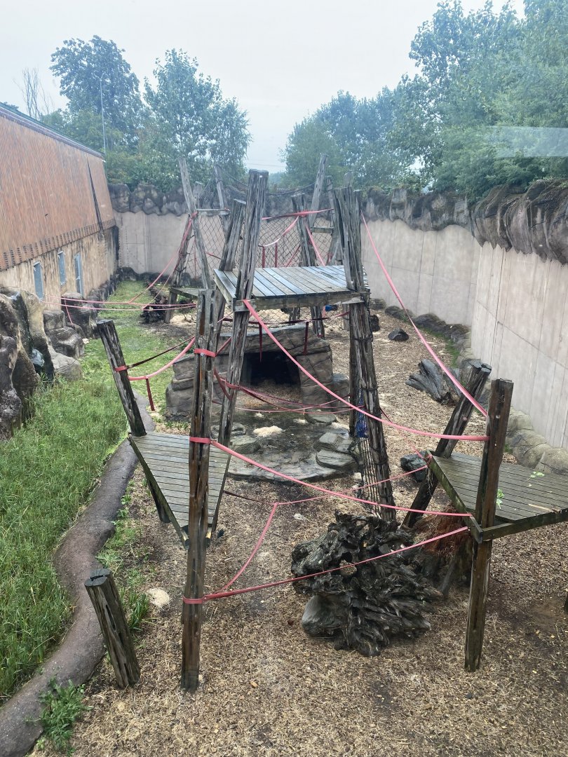 Rajang's Forest - Bornean orangutan outdoors 140921