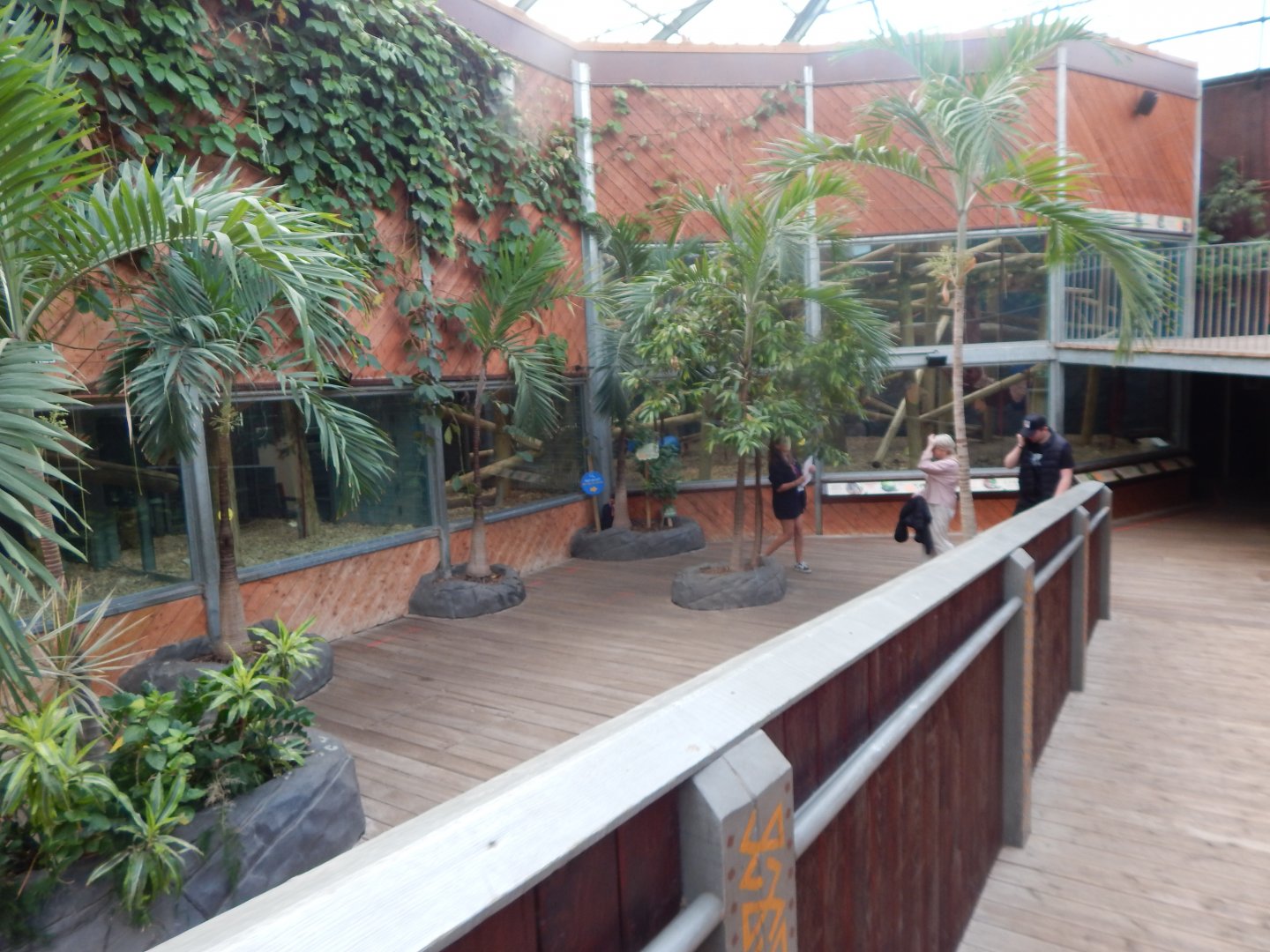 Rajang's Forest from upper walkway 110925