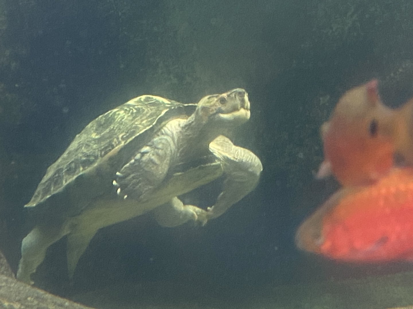 Rajang’s Forest - Giant Asian pond turtle 110925