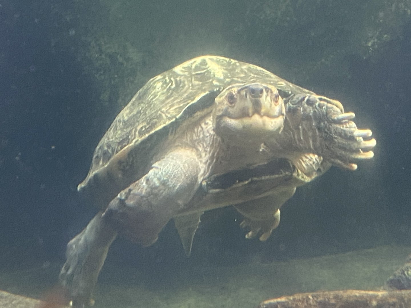 Rajang’s Forest - Giant Asian pond turtle 110925