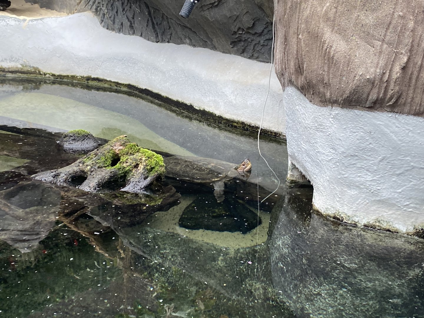 Rajang's Forest - Giant Asian pond turtle 140921