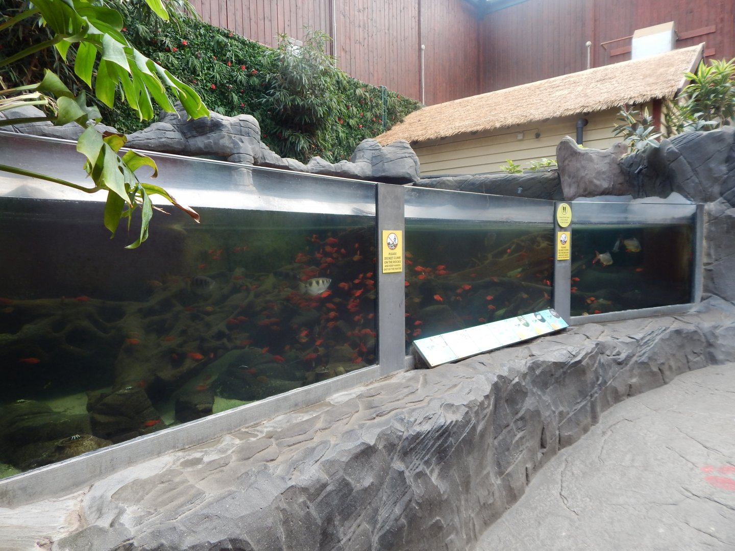 Rajang's Forest - Large aquatic exhibit 110925