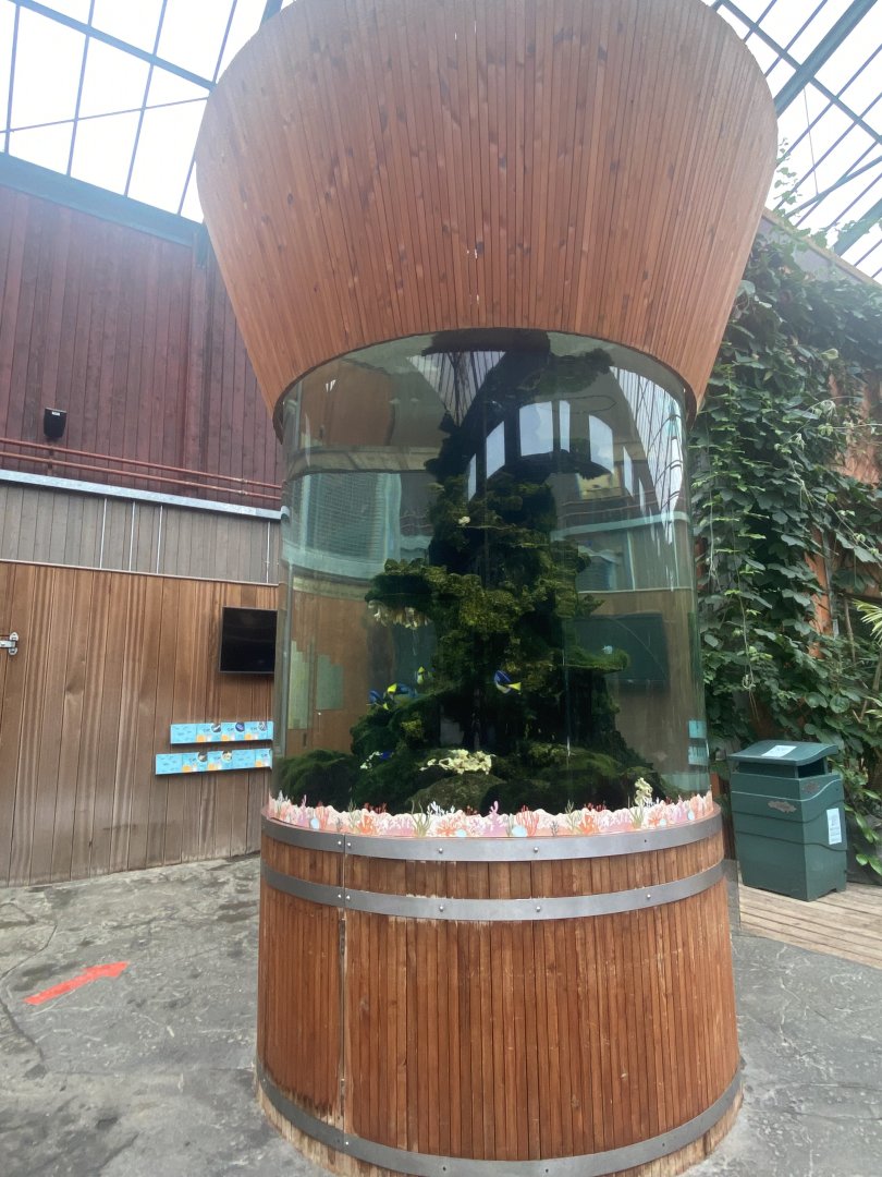 Rajang's Forest - Tropical fish 140921