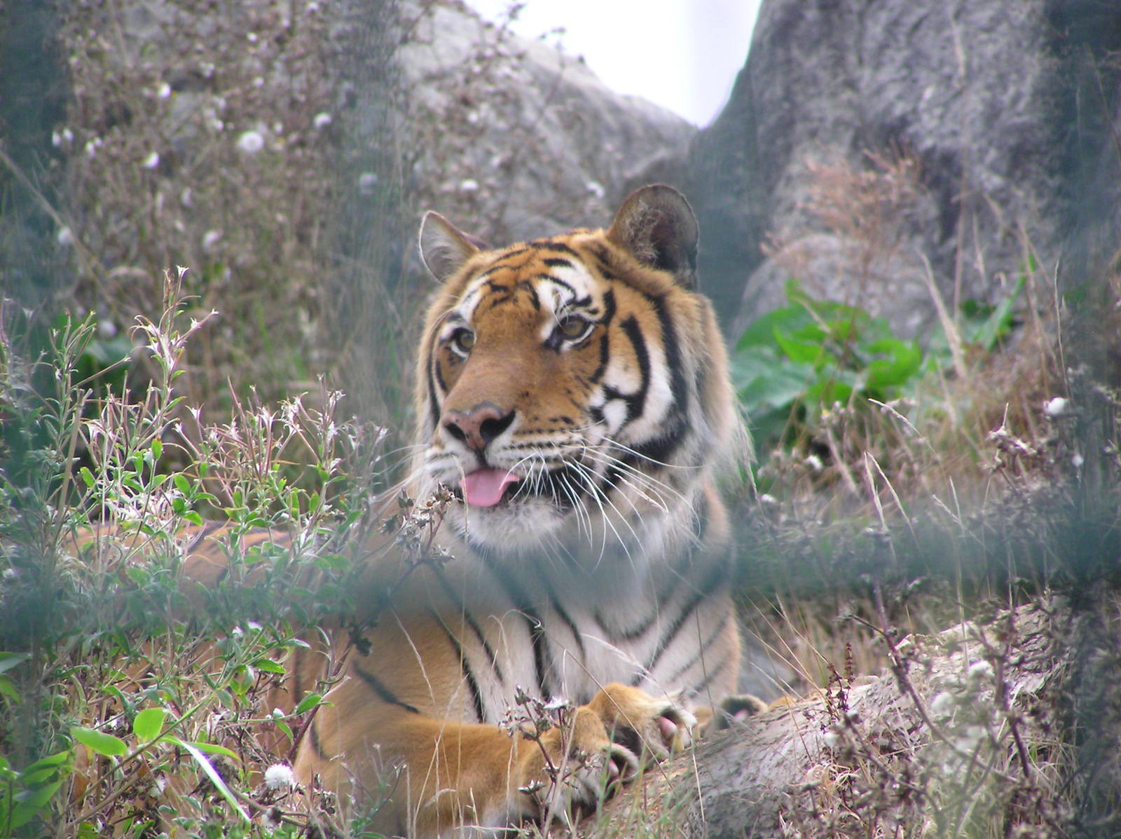 Rajiv the Bengal Tiger