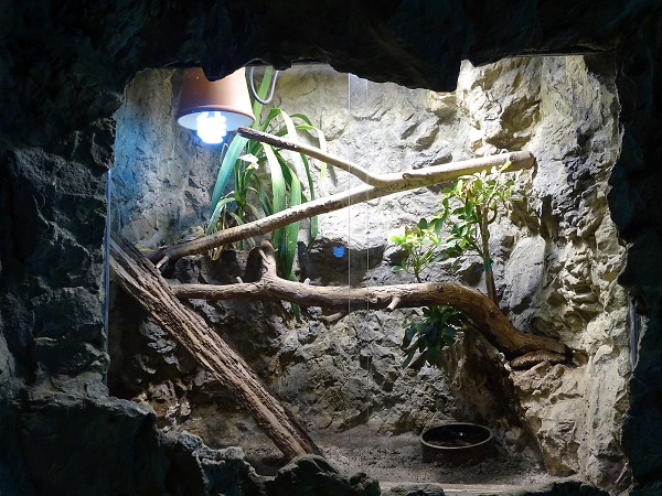 Rajske Ostrovy: Bearded dragon terrarium