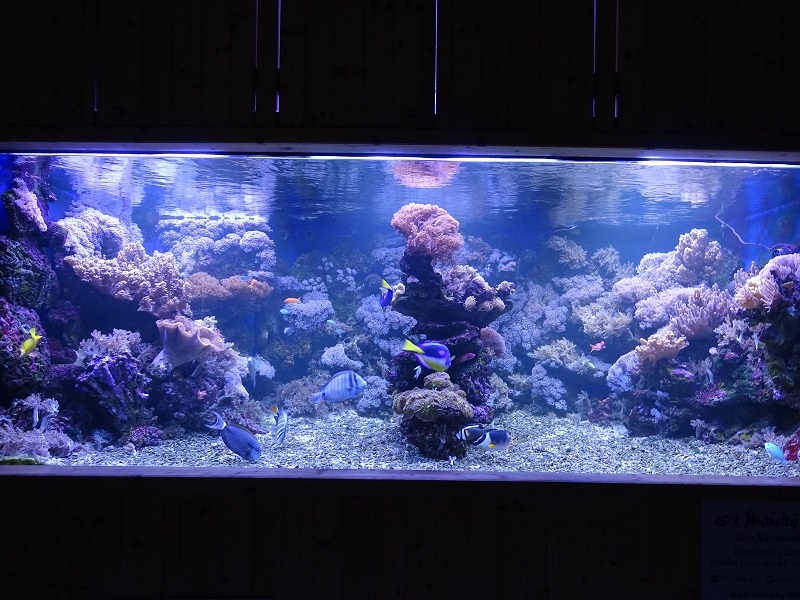Rajske Ostrovy: Coral tank