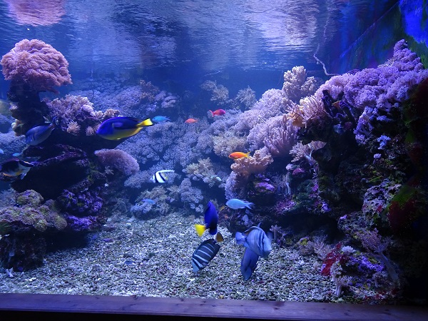 Rajske Ostrovy: Coral tank