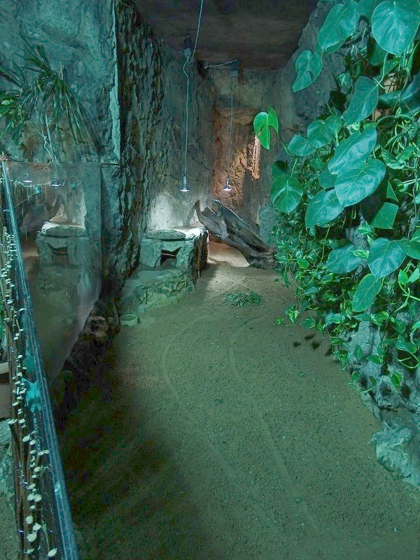 Rajske Ostrovy: Cuban iguana enclosure