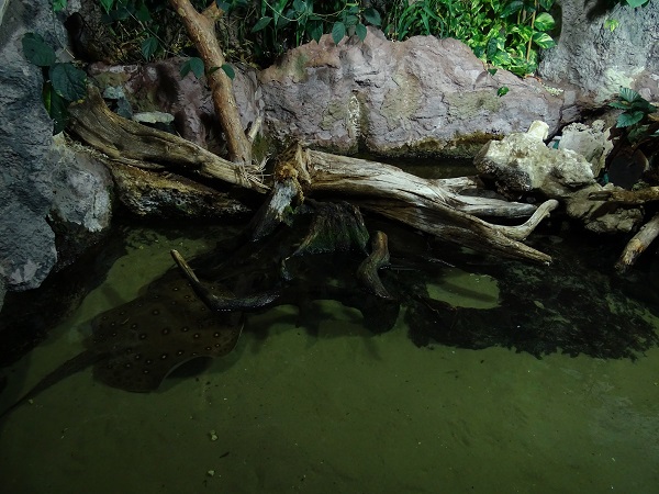 Rajske Ostrovy: Enclosure for river stingray