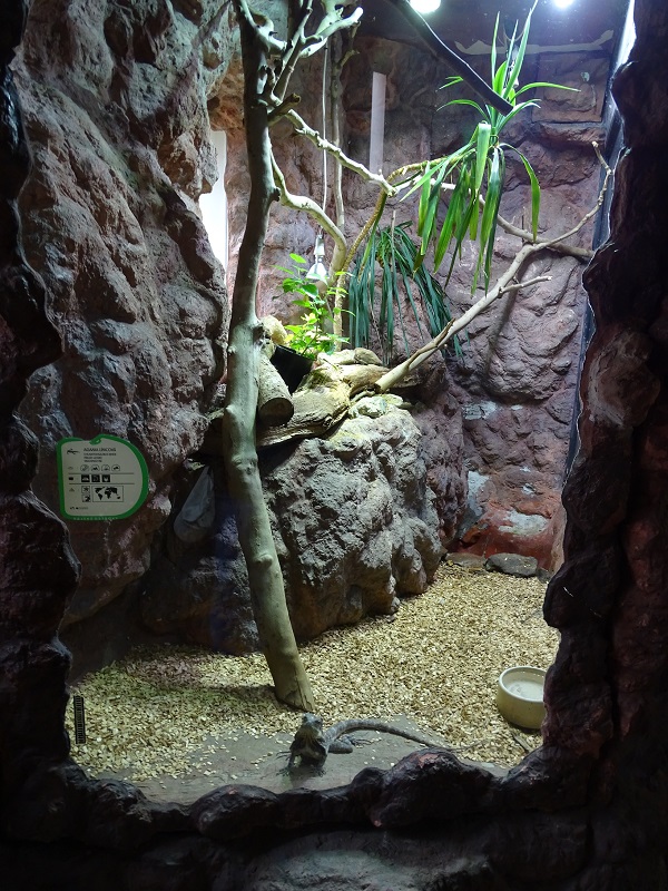 Rajske Ostrovy: Frilled lizard terrarium