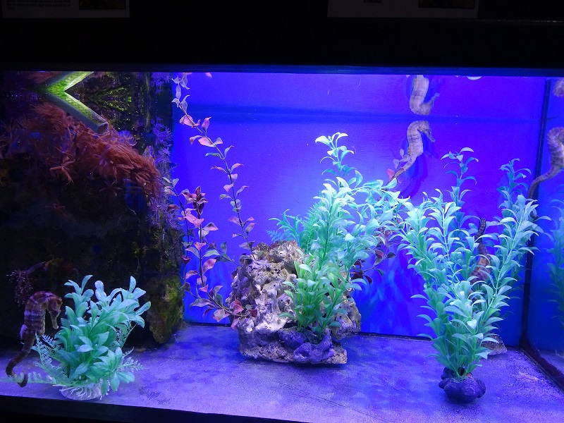 Rajske Ostrovy: Lined sea horse aquarium