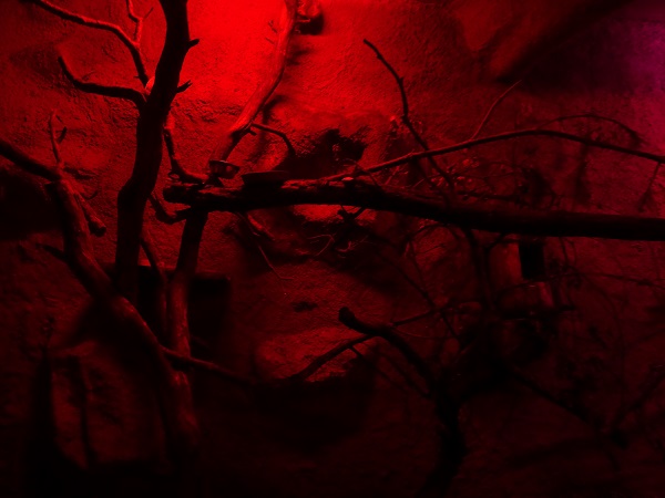 Rajske Ostrovy: Pygmy slow loris enclosure