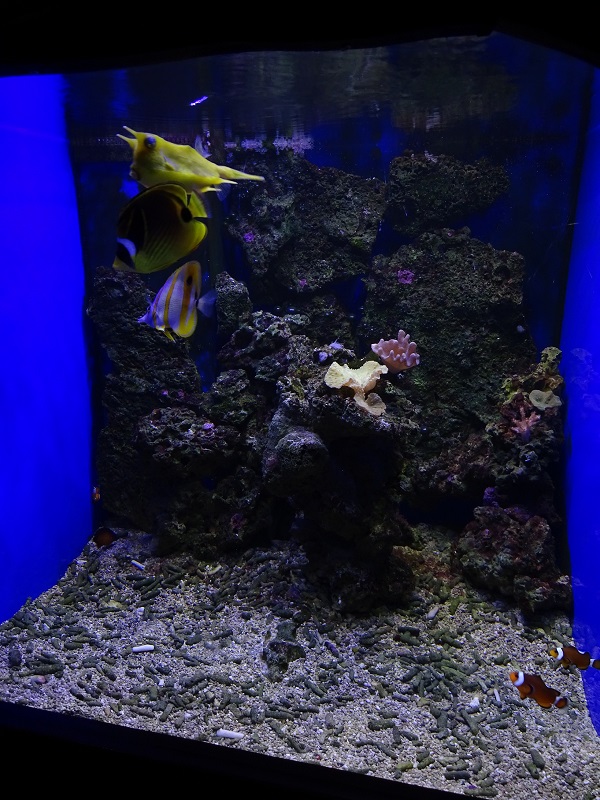 Rajske Ostrovy: tank for various fishes