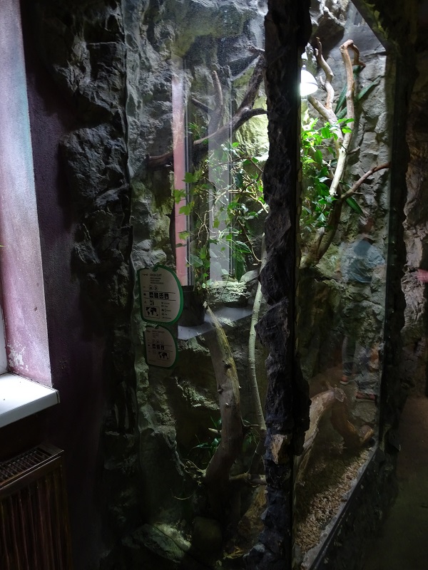 Rajske Ostrovy: Terrarium for tokay and Vietnamese golden gecko