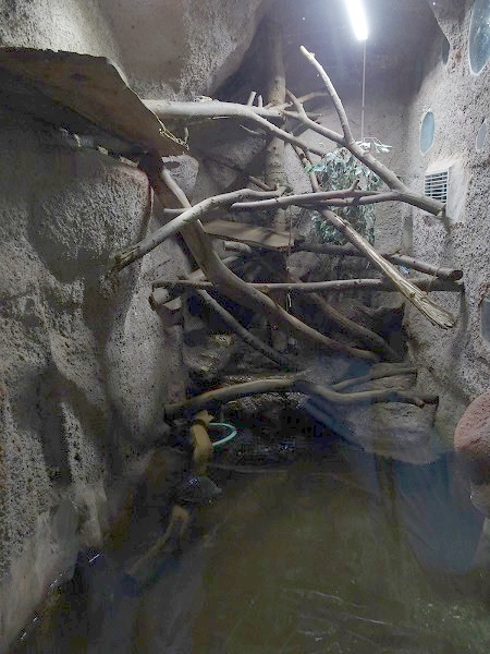 Rajske Ostrovy: Terrarium for water monitor and red-eared slider