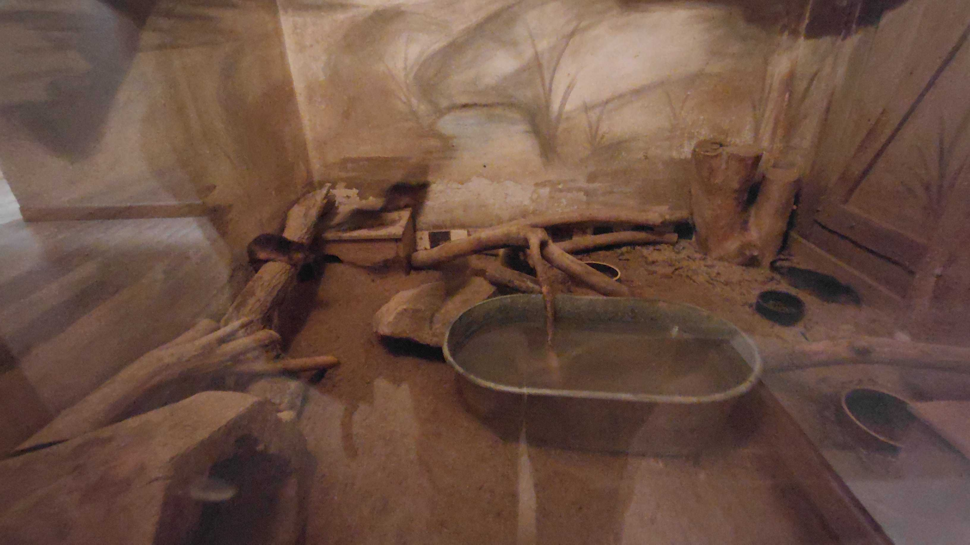 Rakali exhibit