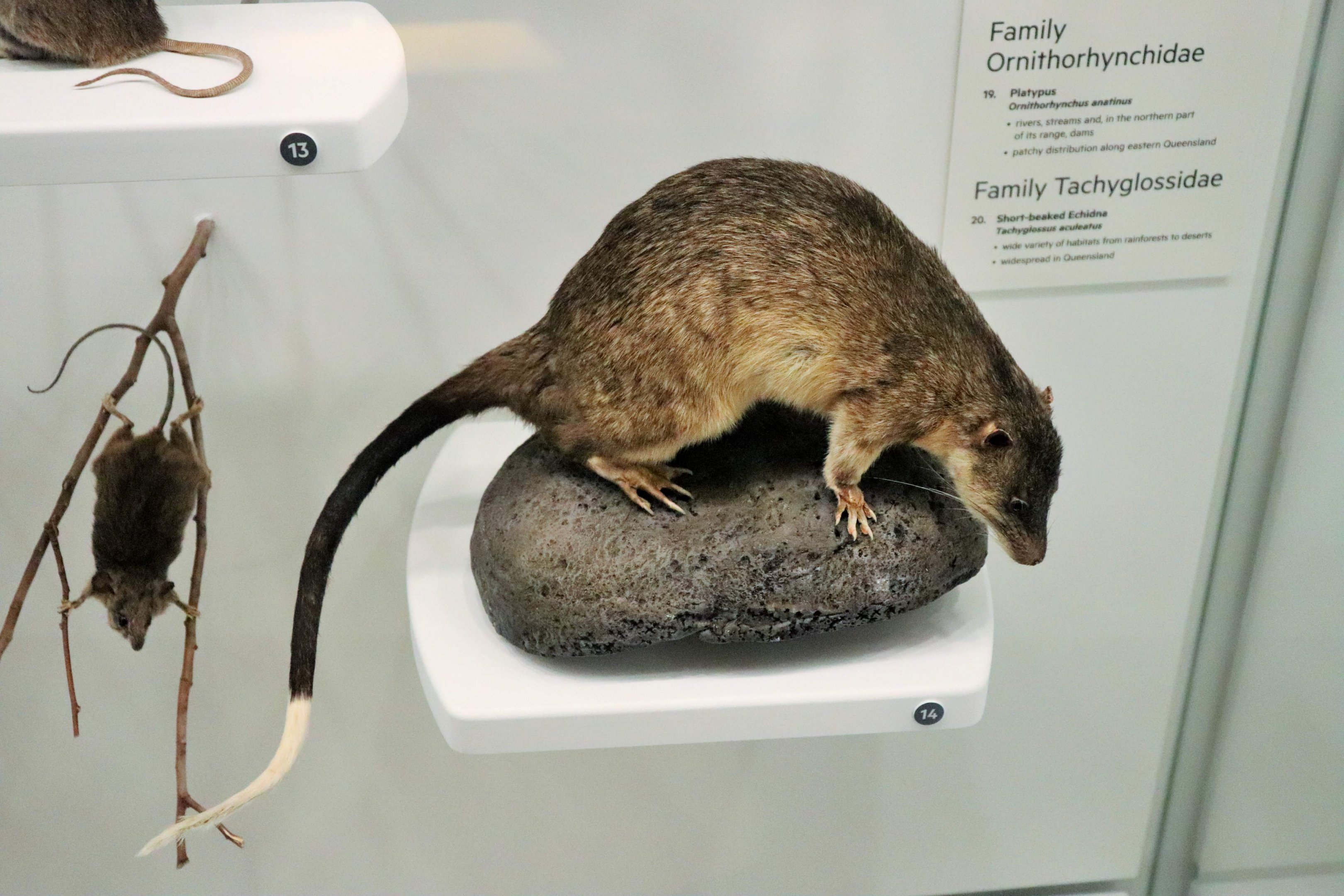 Rakali (Hydromys chrysogaster)