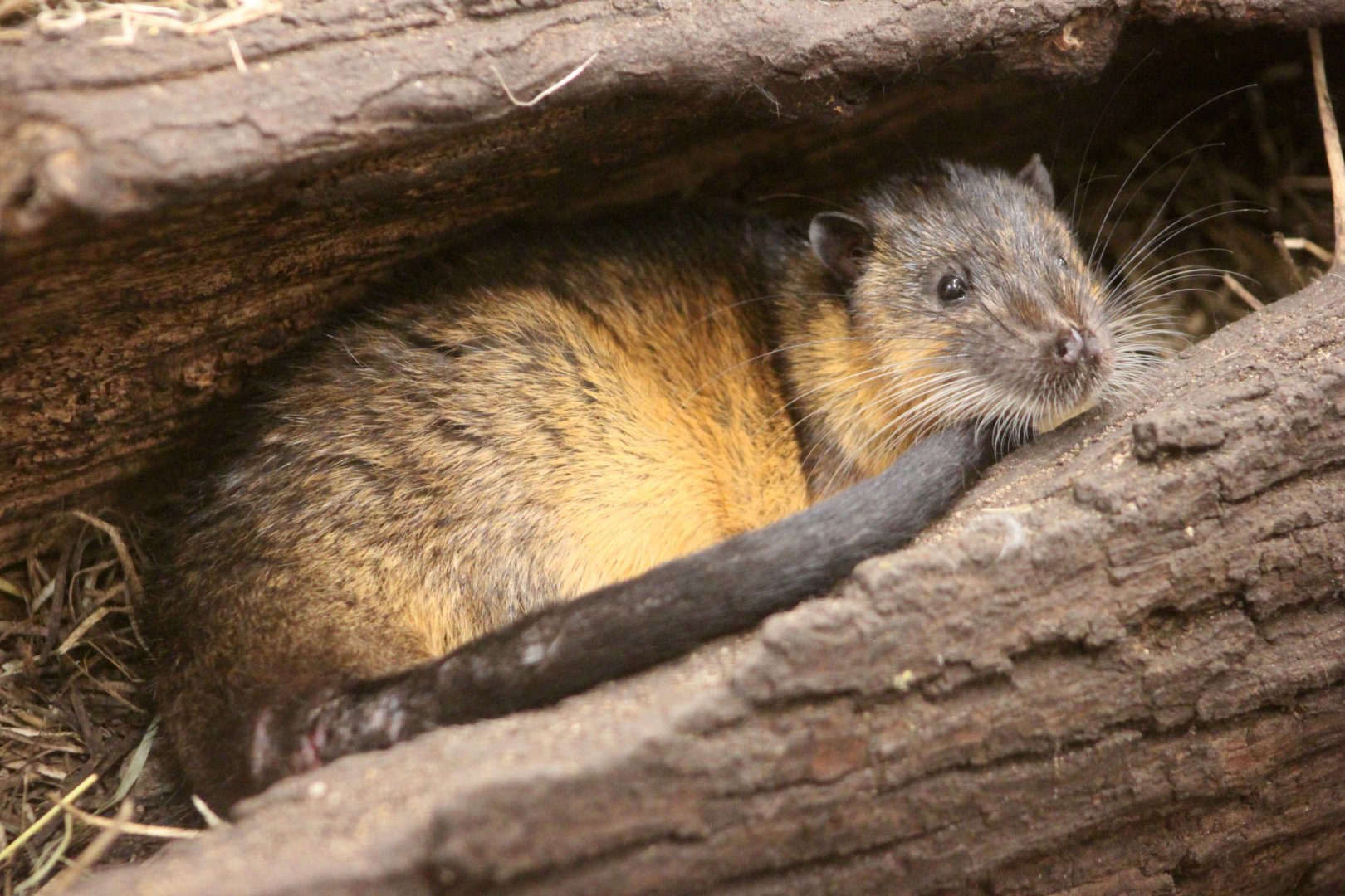 Rakali (Hydromys chrysogaster)