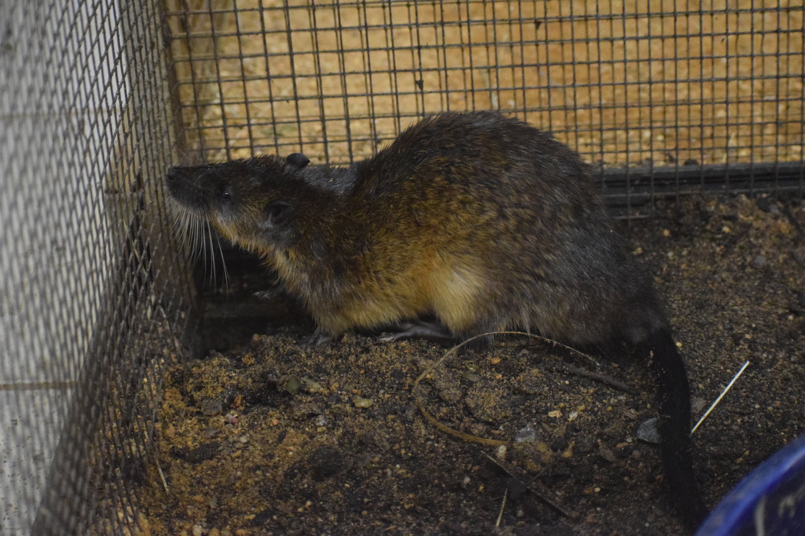 Rakali - October 2023