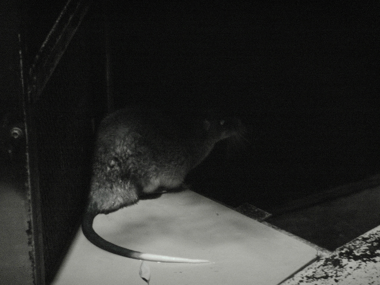 Rakali or Australian Water Rat (Hydromys chrysogaster)