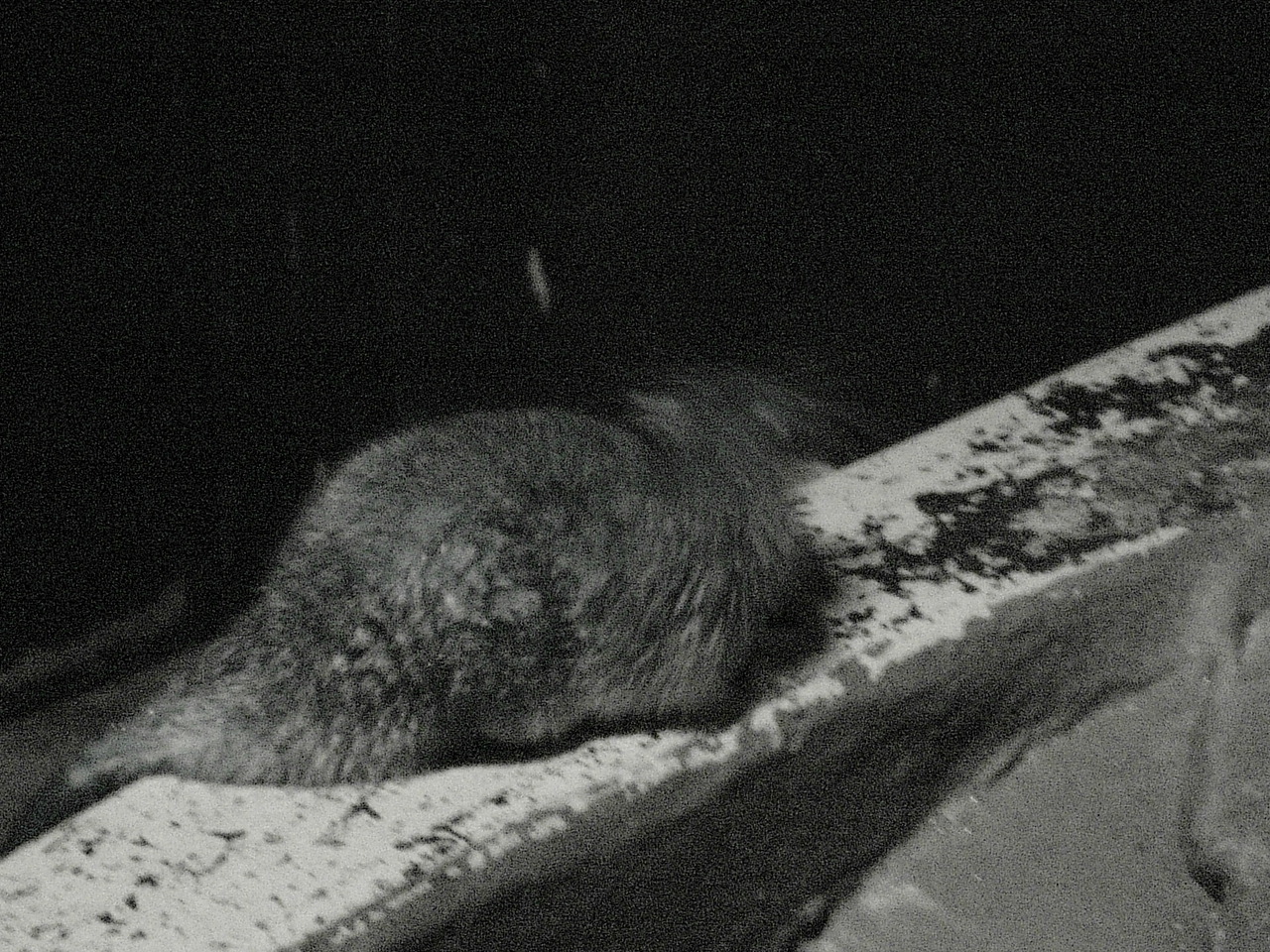 Rakali or Australian Water Rat (Hydromys chrysogaster)