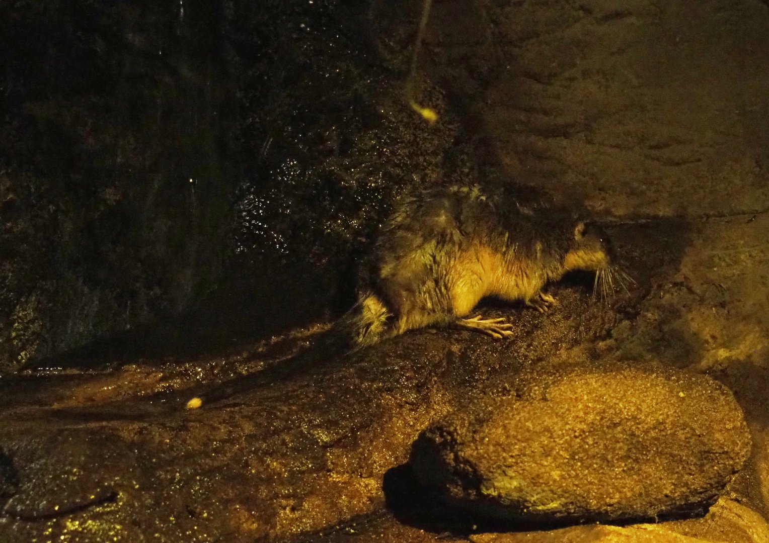Rakali or Golden-bellied water rat (Hydromys chrysogaster), 2018-08-19