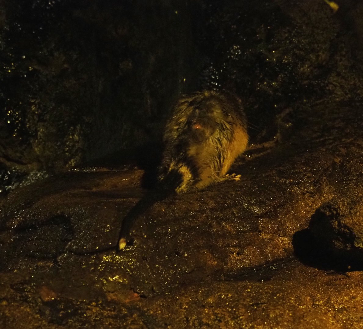 Rakali or Golden-bellied water rat (Hydromys chrysogaster), 2018-08-19
