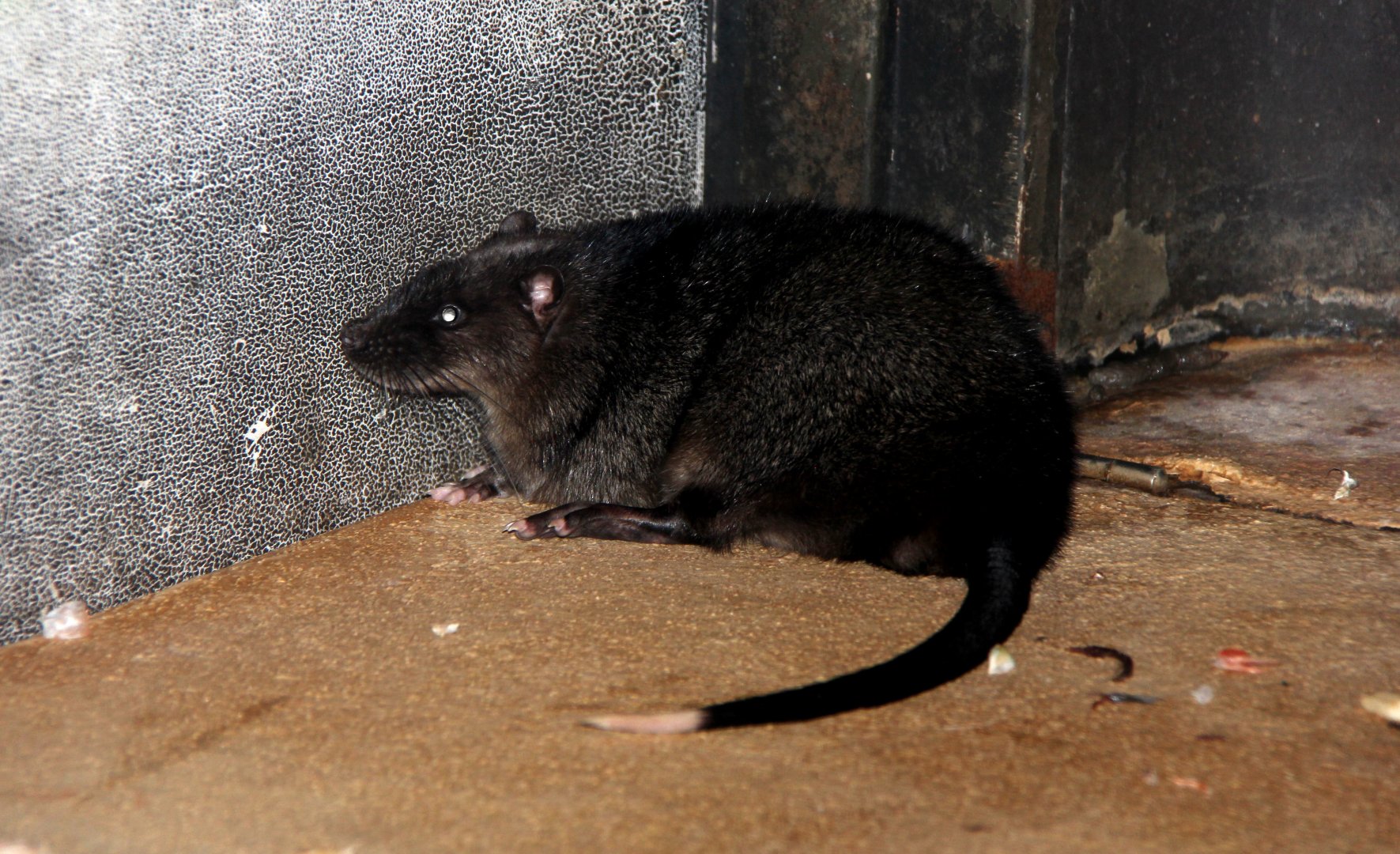 rakali or water-rat (Hydromys chrysogaster)