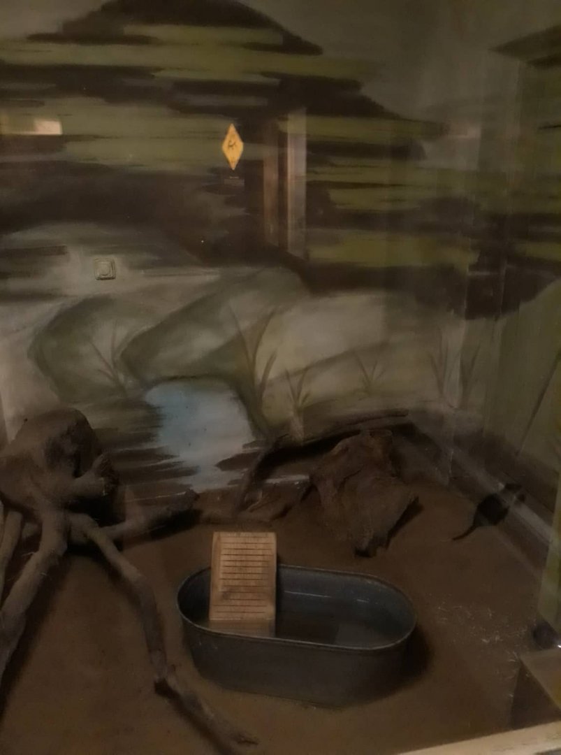 Rakali (Water rat) exhibit redevelopment