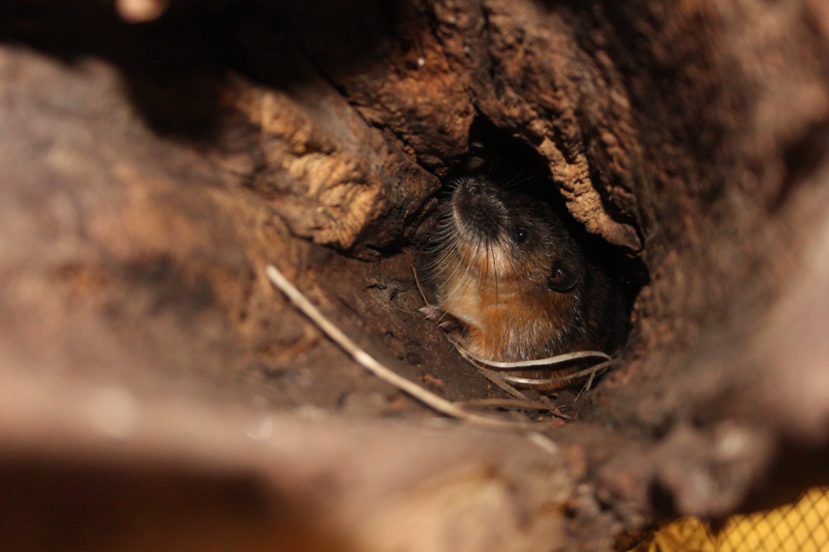 Rakali (Water rat) (Hydromys chrysogaster)