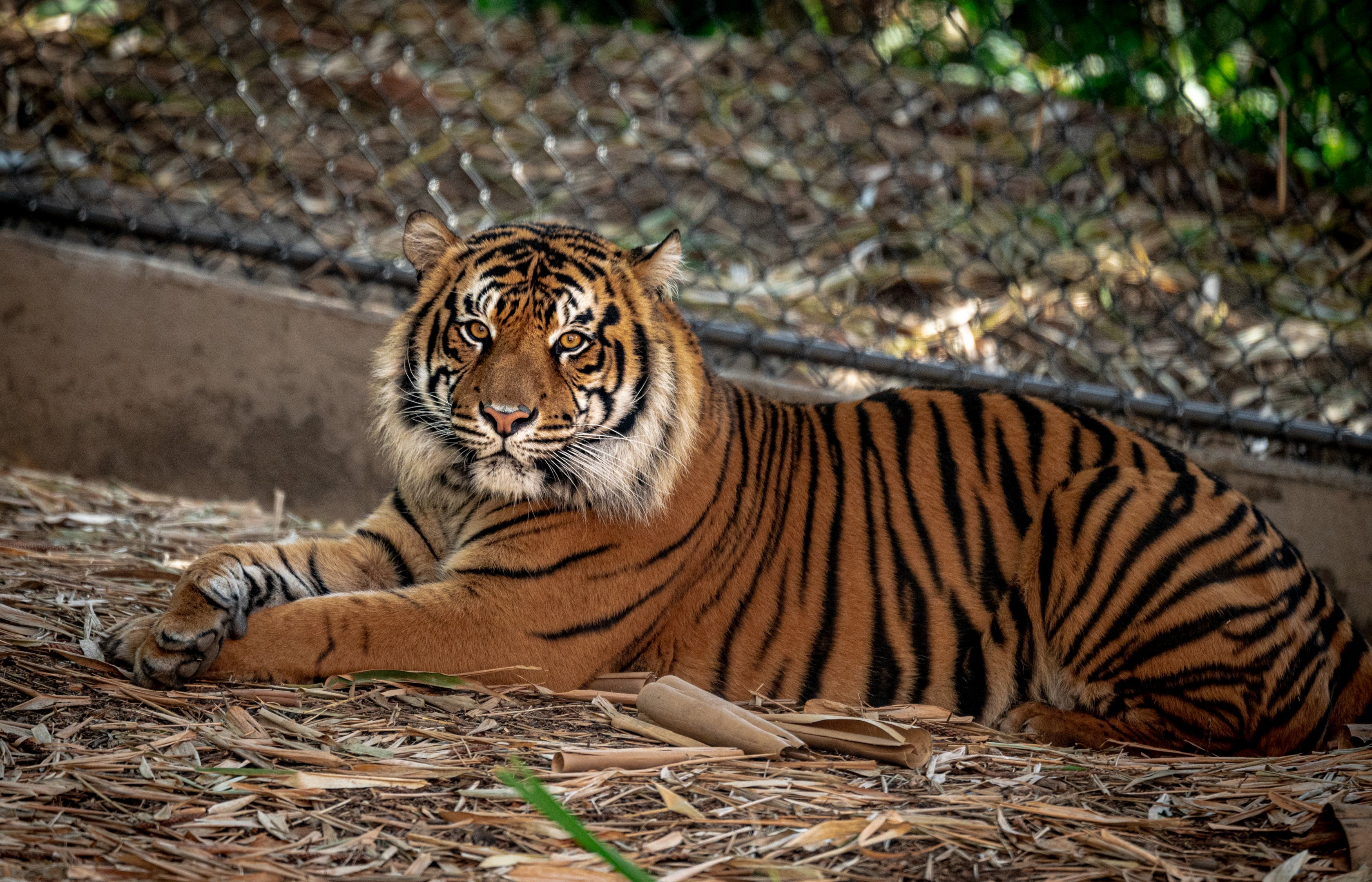 Rakan the Sumatran Tiger