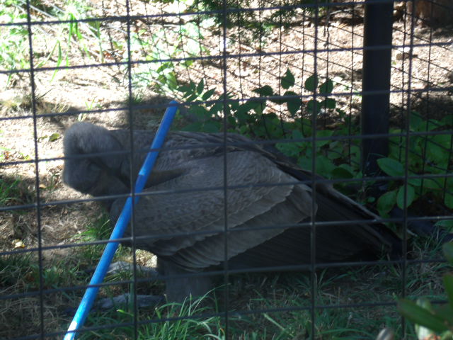 Rake getting Desmond's famous Beack Grip of Death!!