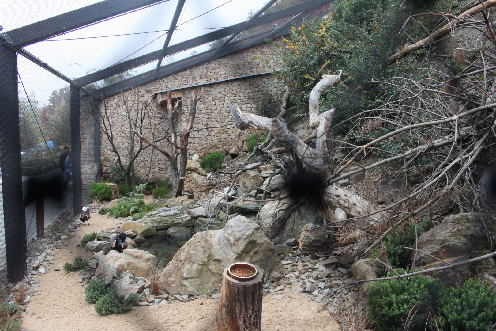 Rakos' house - Australian aviary