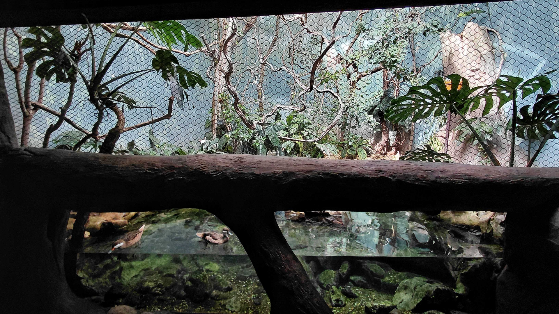 Rákos' house - Jamaica aviary