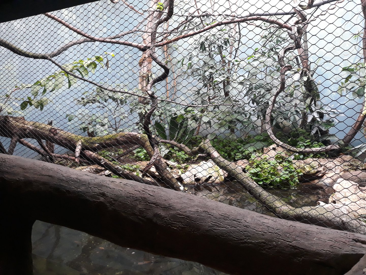 Rakos' house - Jamaican aviary