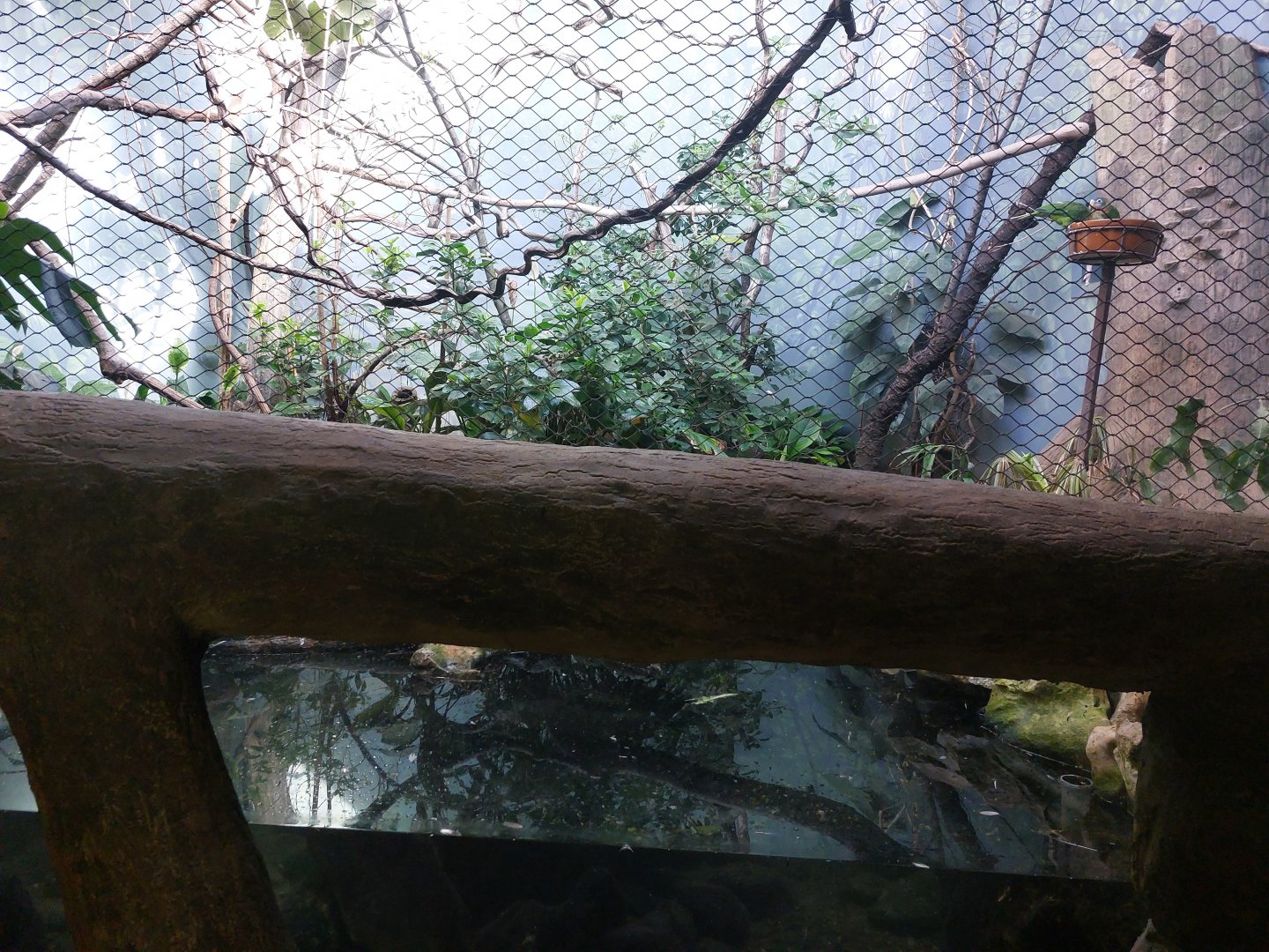 Rakos house - Jamaican aviary