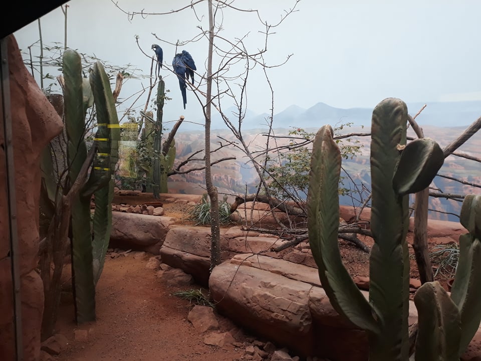 Rakos' house - Lear's macaw + Red-cowled cardinal aviary