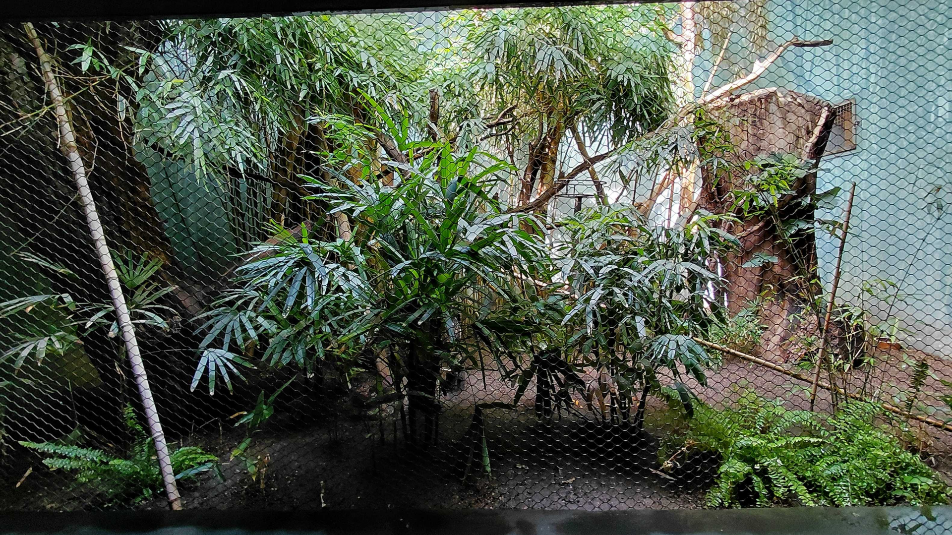 Rákos' house - New Guinea aviary