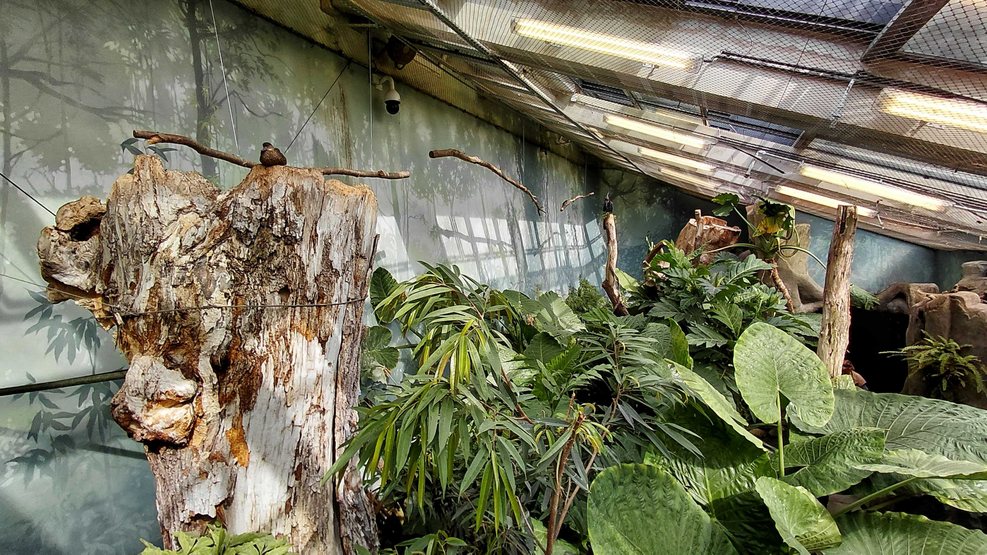 Rákos' house - New Guinea walkthrough exhibit