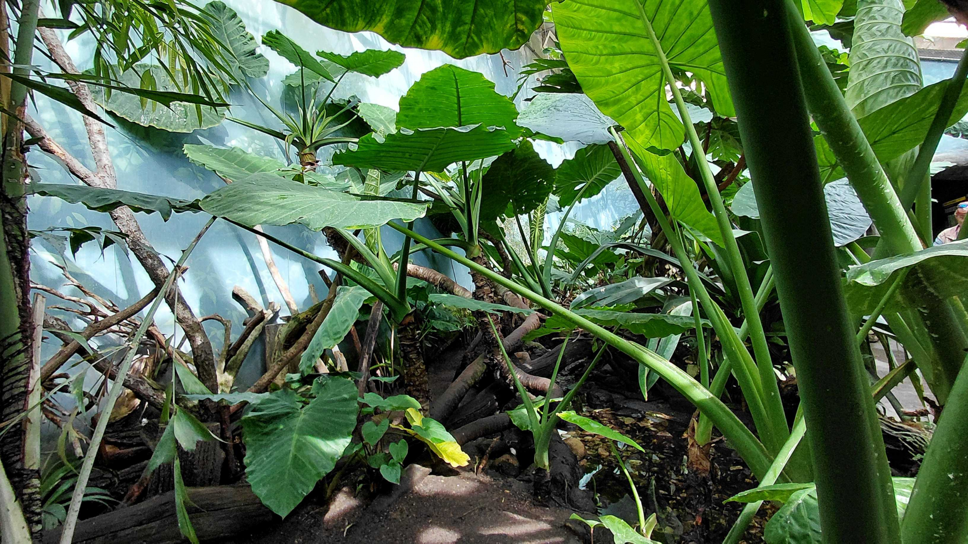 Rákos' house - New Guinea walkthrough exhibit