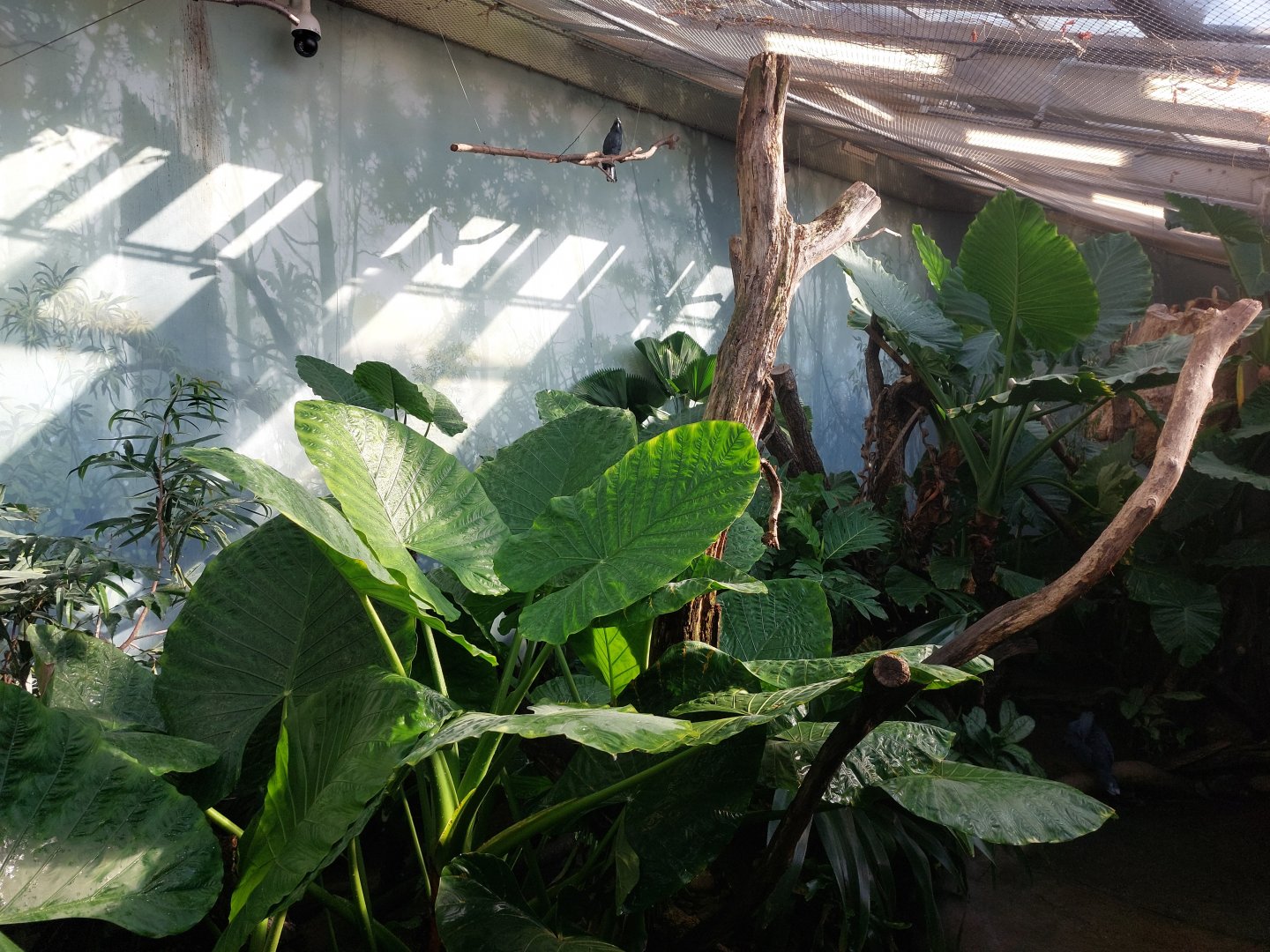 Rakos House - New Guinea walkthrough