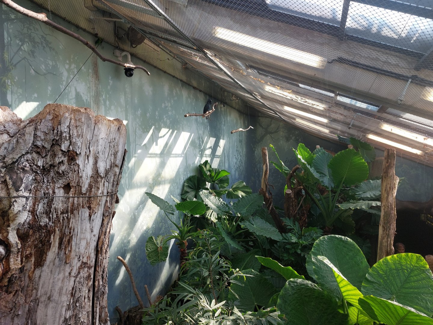 Rakos house - New Guinea walkthrough