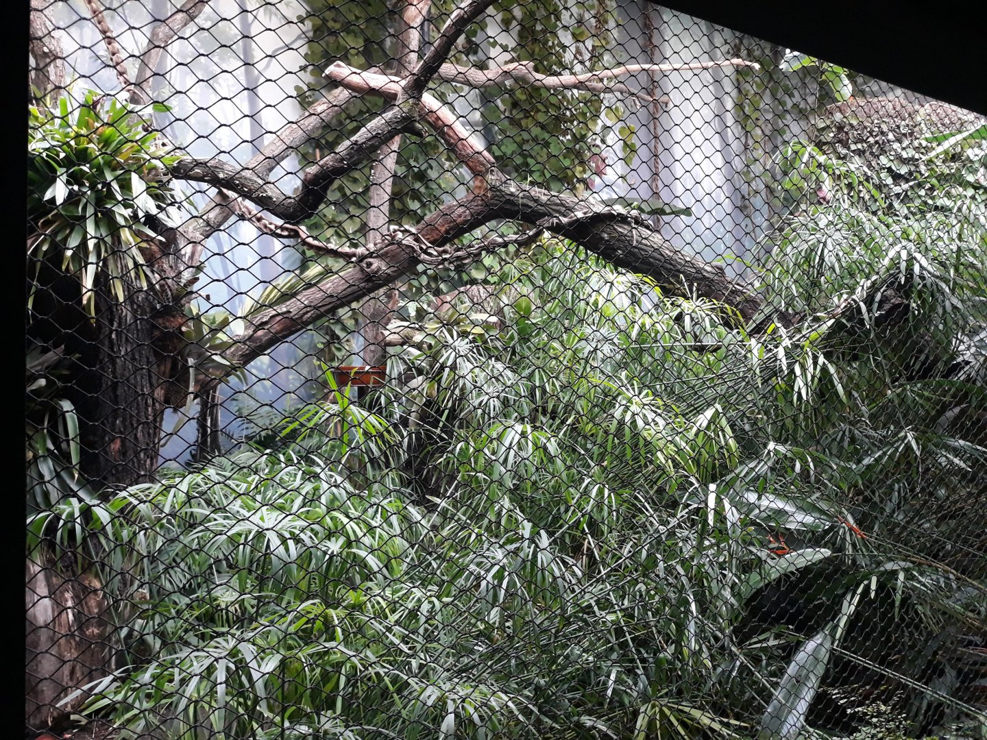 Rakos' house - Pantanal aviary