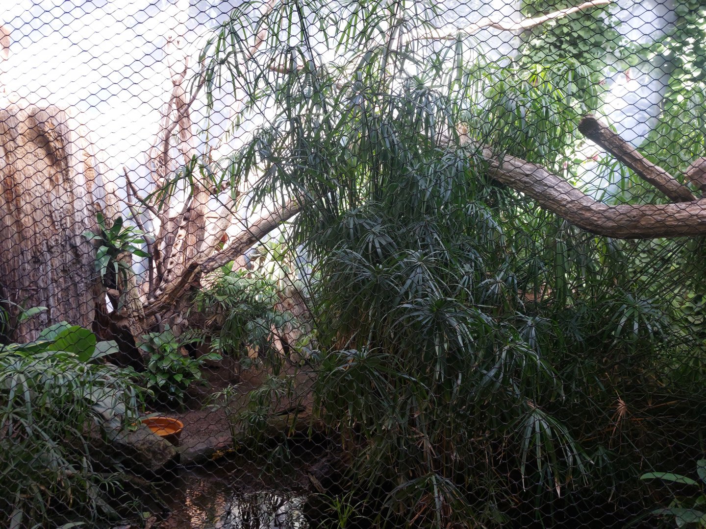 Rakos house - Pantanal aviary