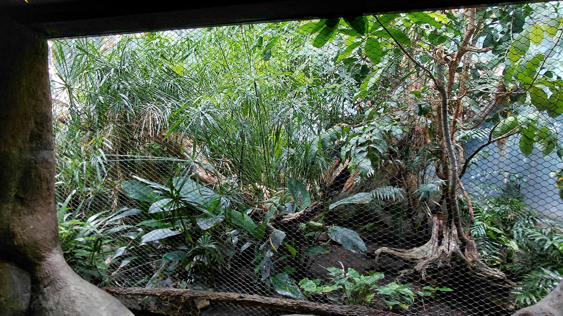 Rákos' house - Pantanal aviary